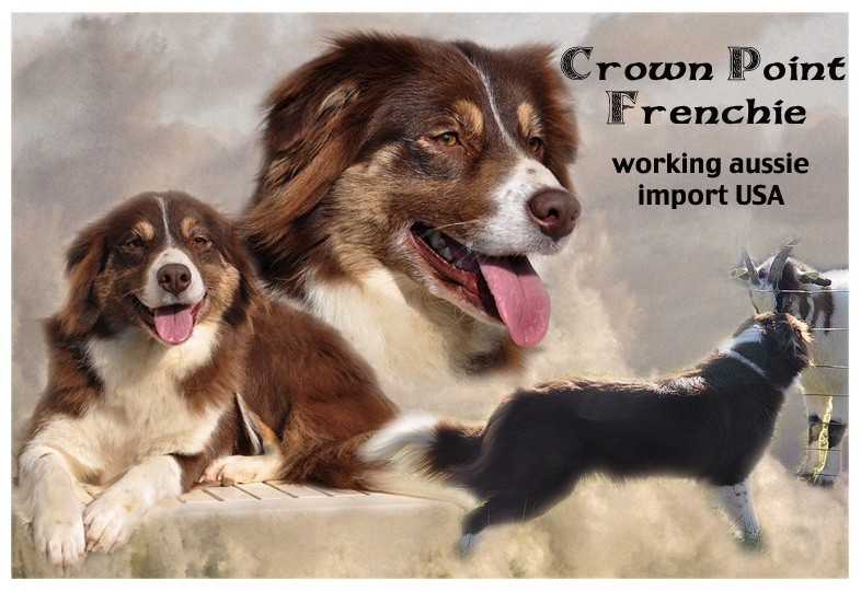 crown point Frenchie