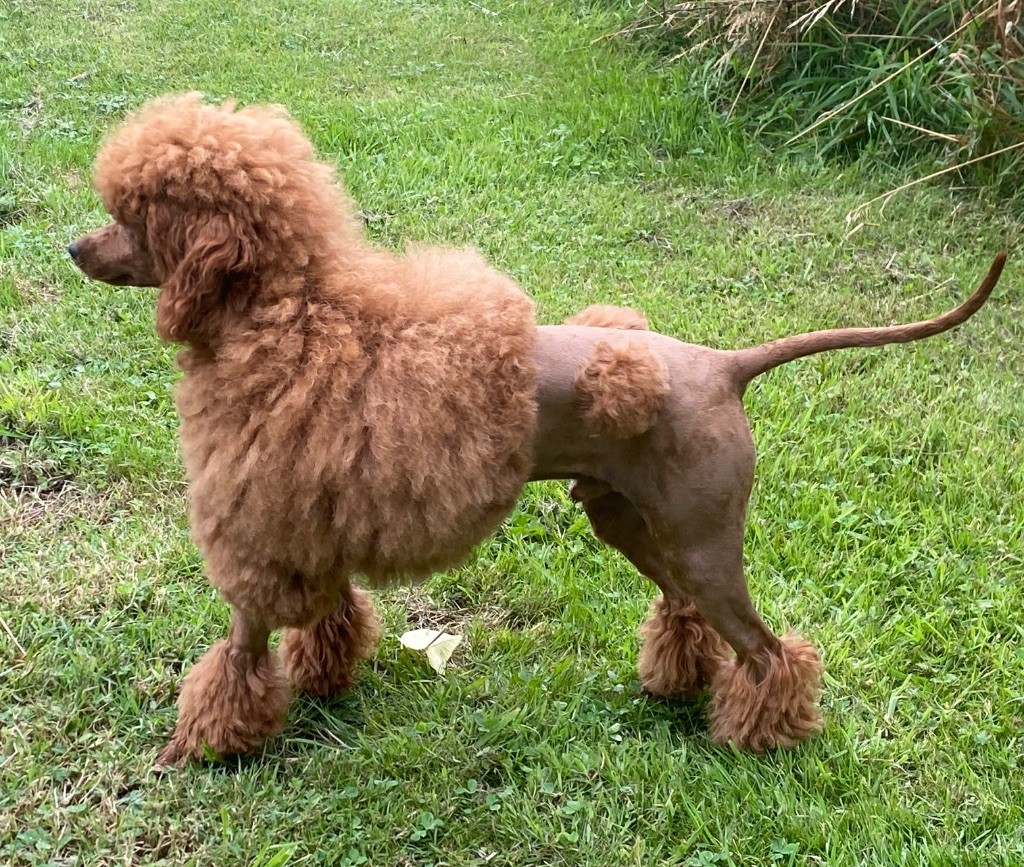 Yoda gold phantom lover