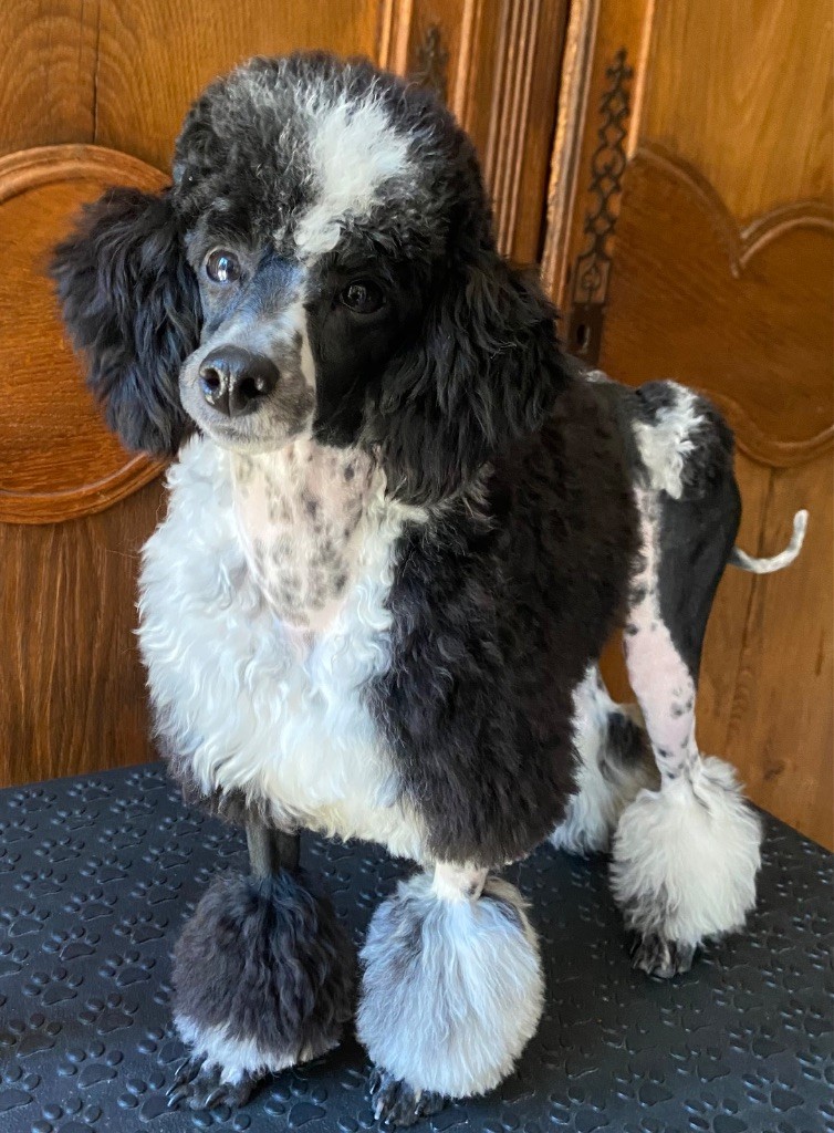 Vienna Di Dghyovellina