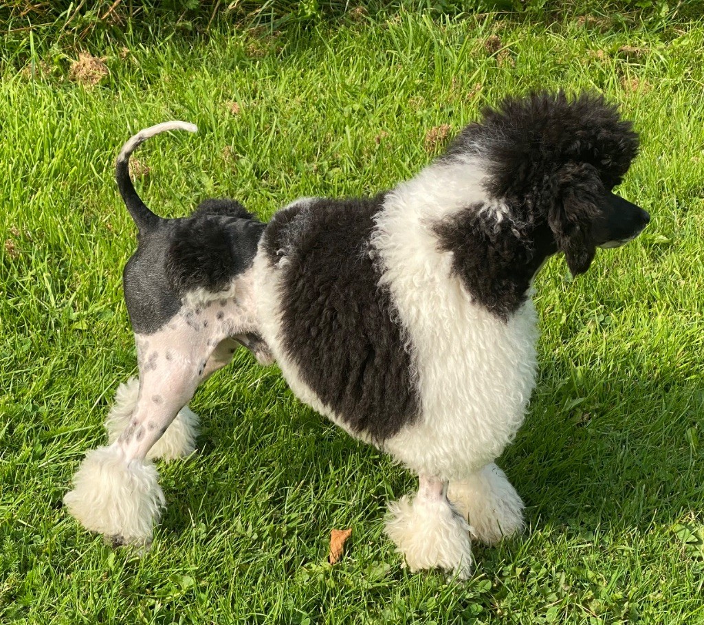 Vince Di Dghyovellina