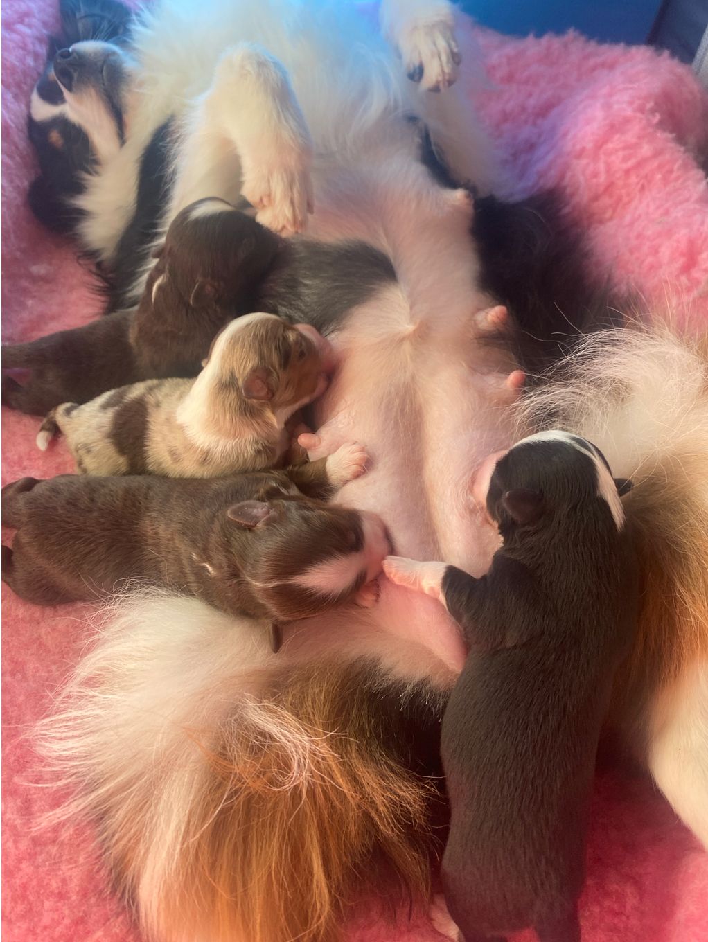 Chiot Berger Américain Miniature  La tribu du vent