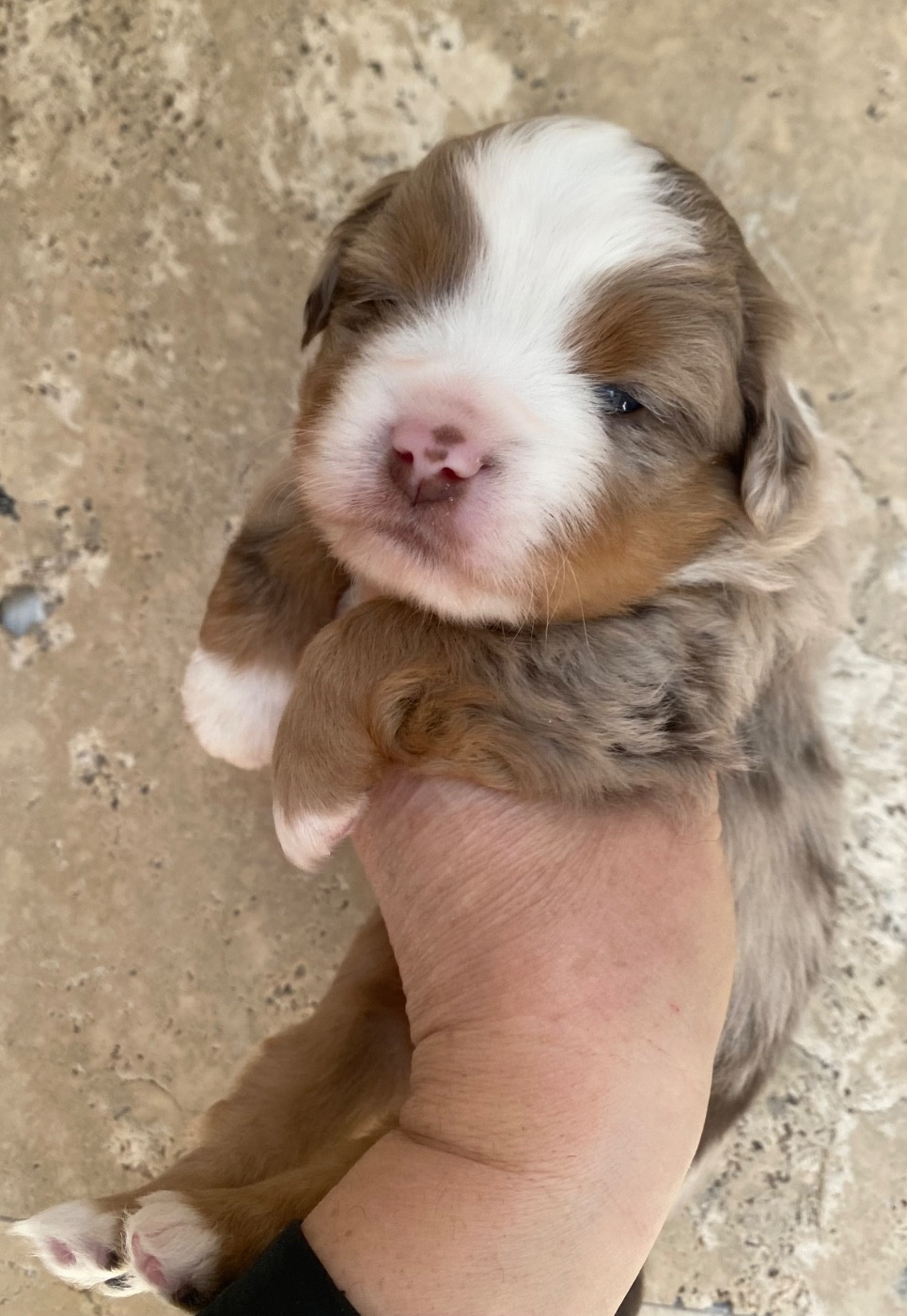 La tribu du vent - Chiots disponibles - Berger Américain Miniature 