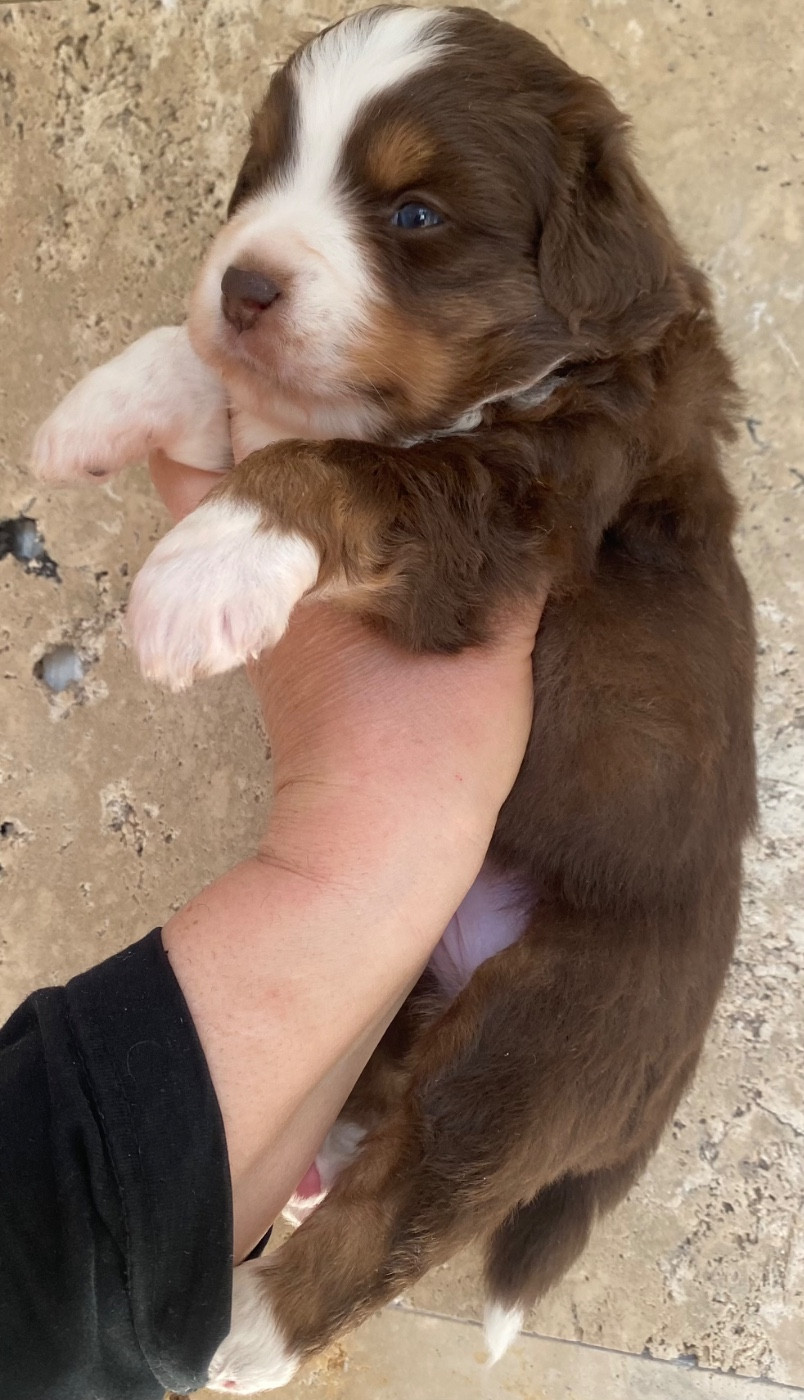 La tribu du vent - Chiots disponibles - Berger Américain Miniature 