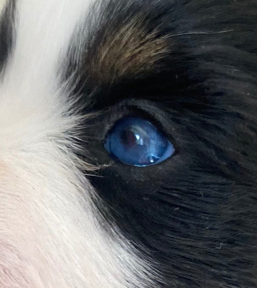 La tribu du vent - Chiots disponibles - Berger Américain Miniature 