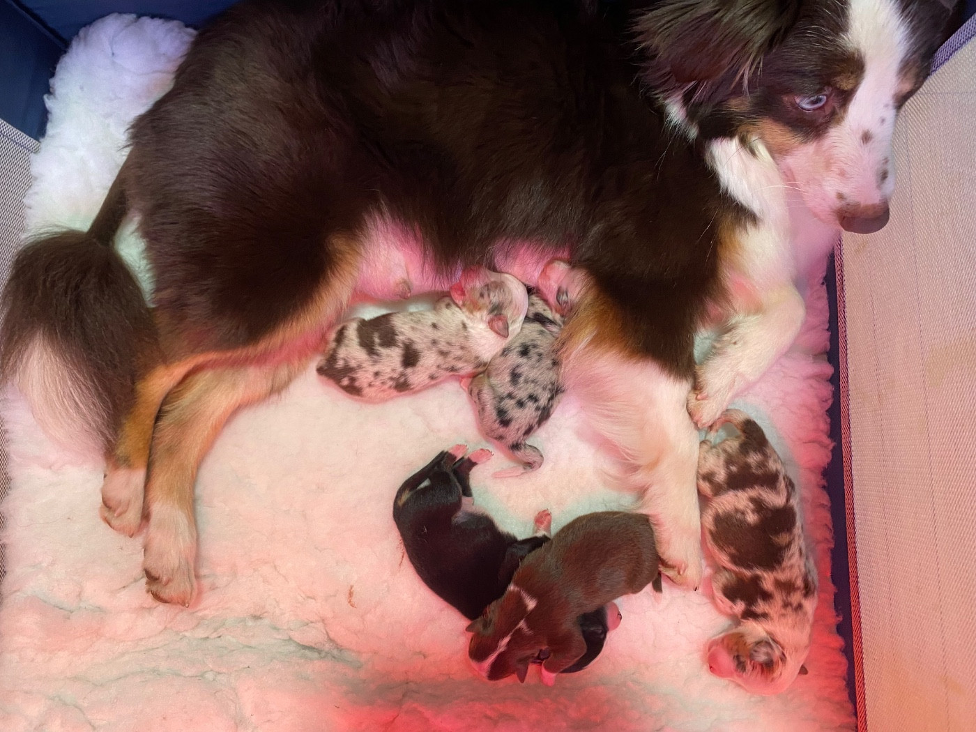 Chiot Berger Américain Miniature  La tribu du vent