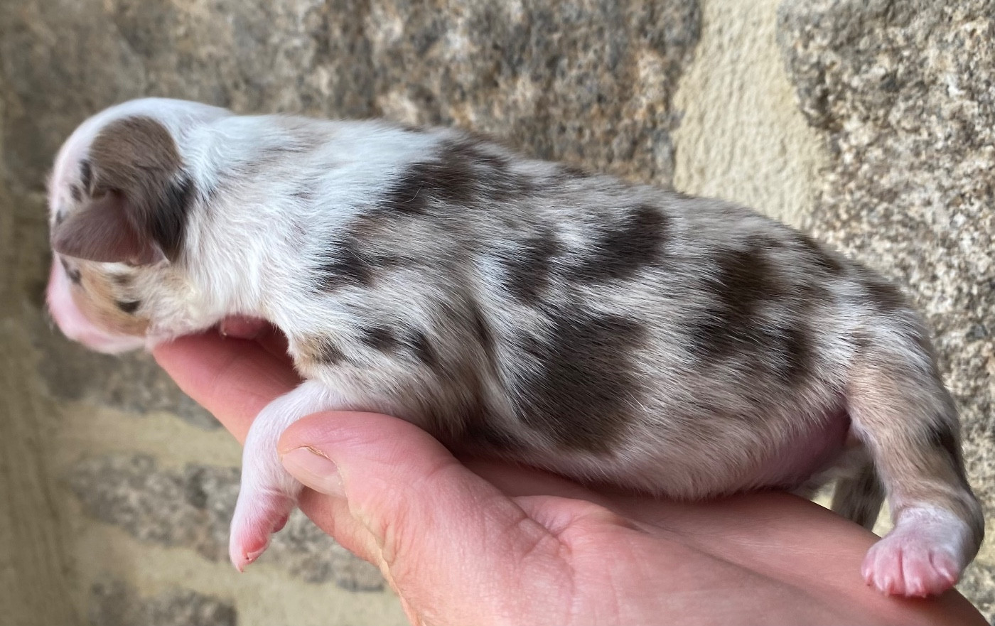 La tribu du vent - Chiots disponibles - Berger Américain Miniature 