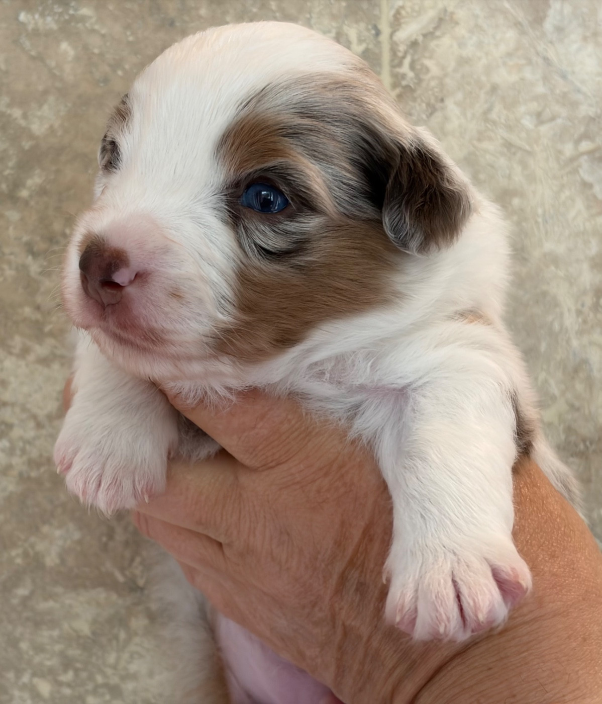 La tribu du vent - Chiots disponibles - Berger Américain Miniature 