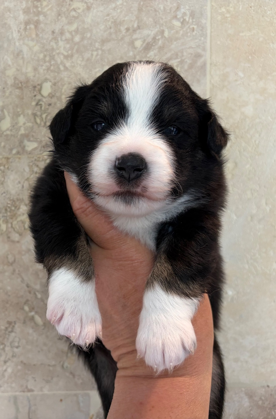 La tribu du vent - Chiots disponibles - Berger Américain Miniature 