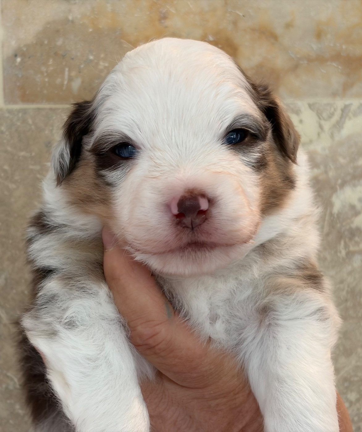 La tribu du vent - Chiots disponibles - Berger Américain Miniature 