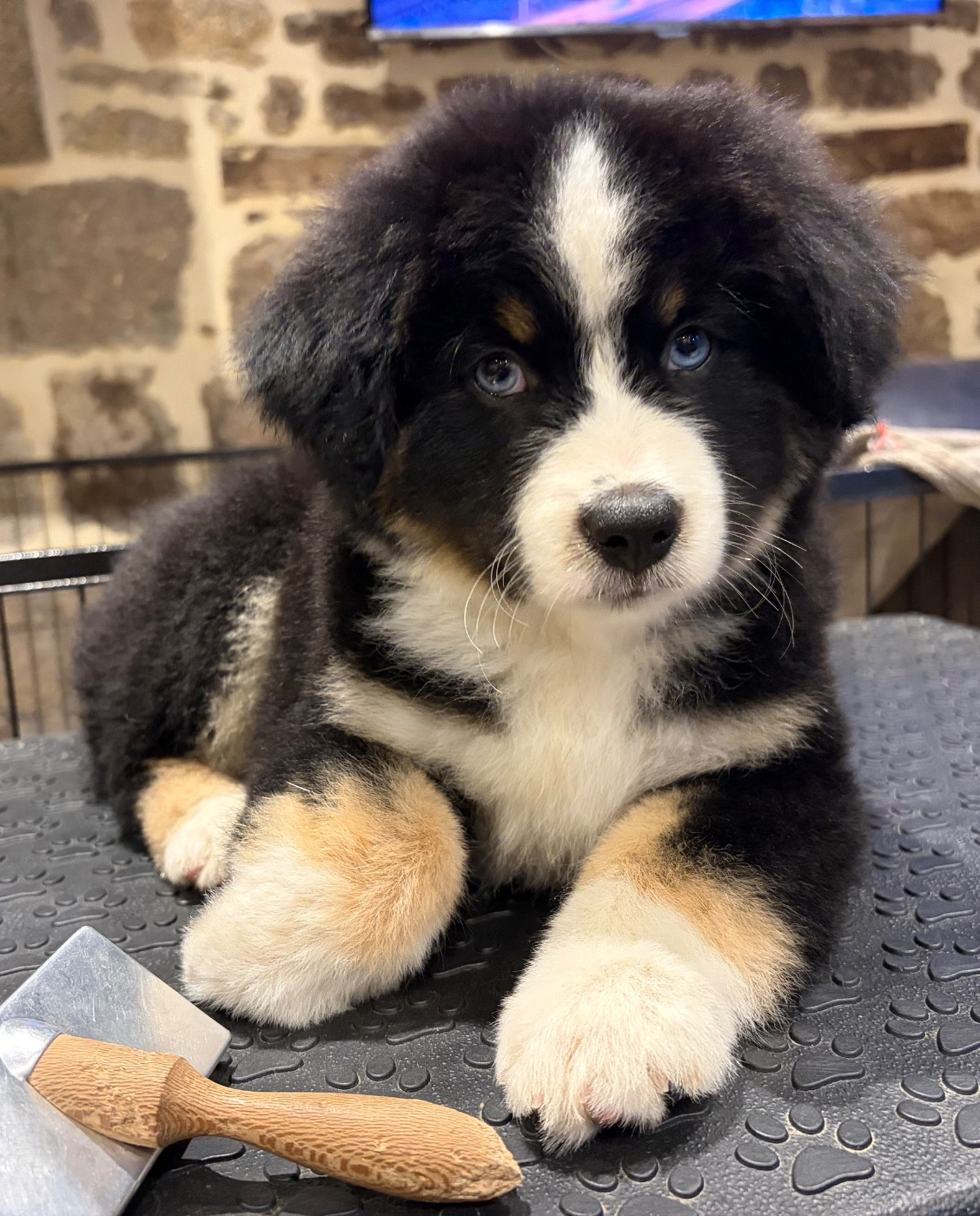 La tribu du vent - Chiots disponibles - Berger Américain Miniature 