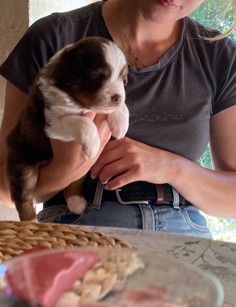 La tribu du vent - Chiots disponibles - Berger Américain Miniature 