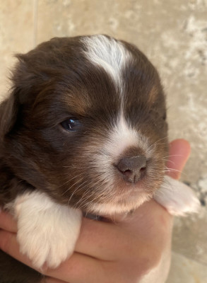 Chiot rouge tricolore dark