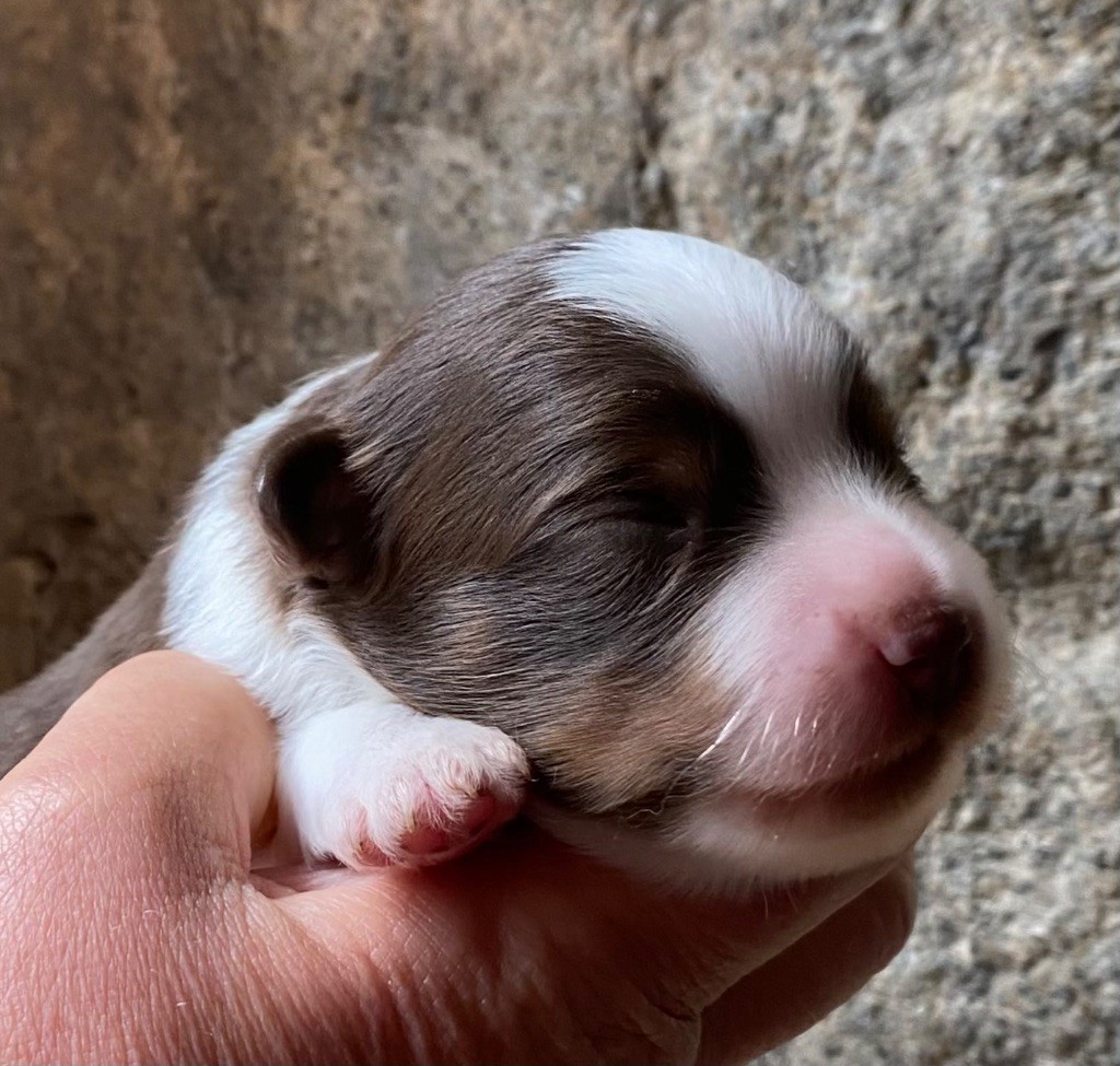 La tribu du vent - Chiots disponibles - Berger Américain Miniature 
